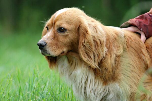 Pleť tmavších fototypov: SPF, pigment a výber odtieňov