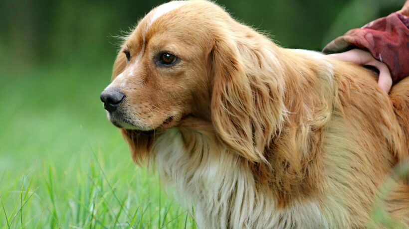 Pleť tmavších fototypov: SPF, pigment a výber odtieňov