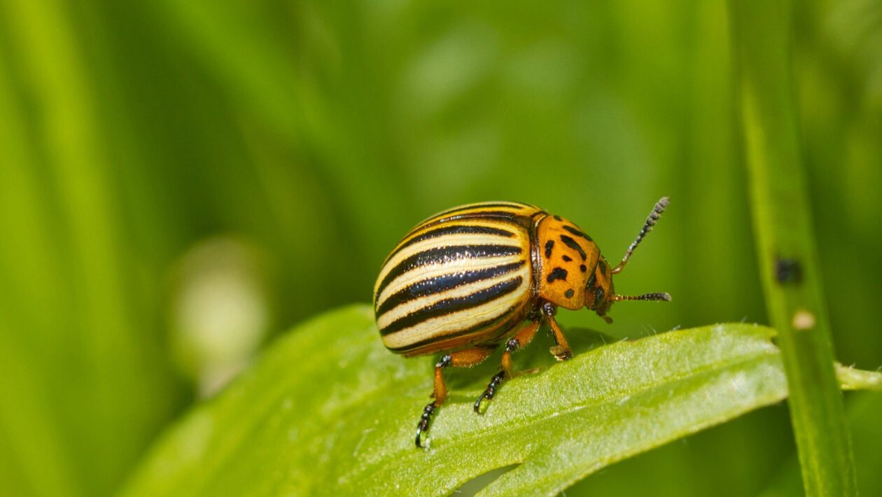 Postoj a bolesť chrbta: Mikro-návyky pre korekciu držania tela pri sedavej práci