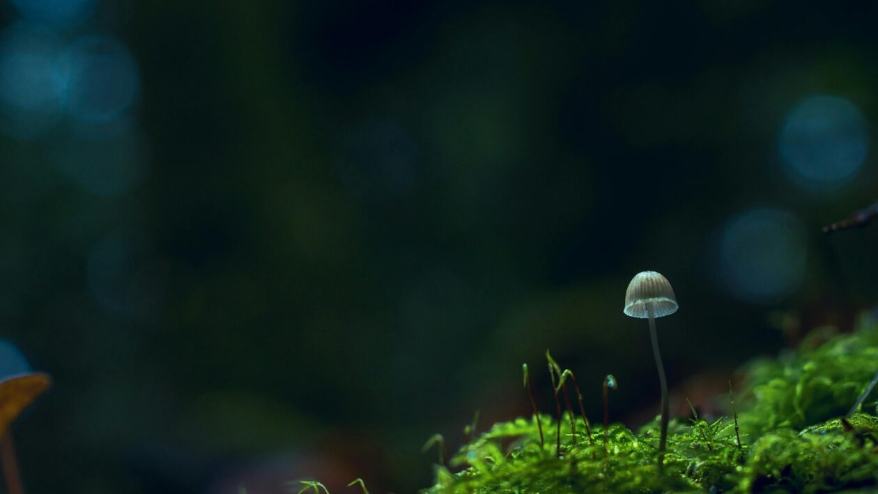 Klempířské prvky: Materiály, detaily a ochrana konštrukcie