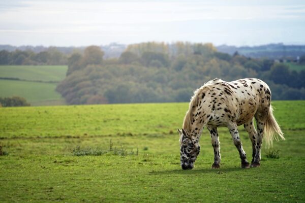 Anatómia ľudského organizmu: Štruktúra, systémy a funkcie