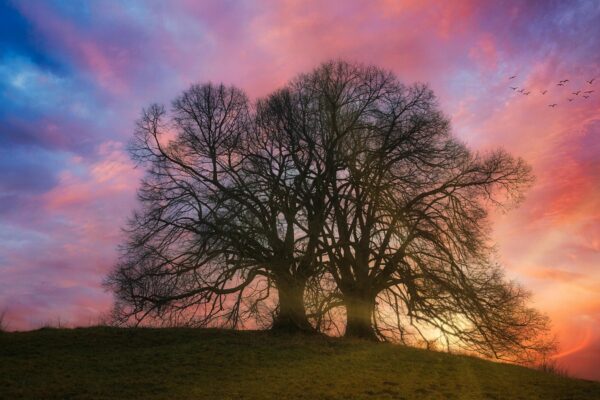Krv a krvný obeh: Zloženie krvi, funkcia a poruchy zrážanlivosti