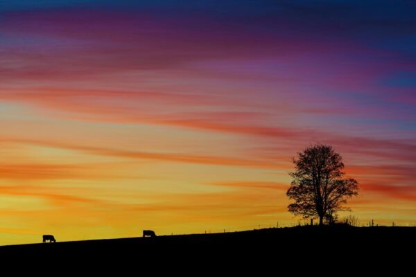 Tráviaca sústava: Anatómia, funkcie a absorpcia živín