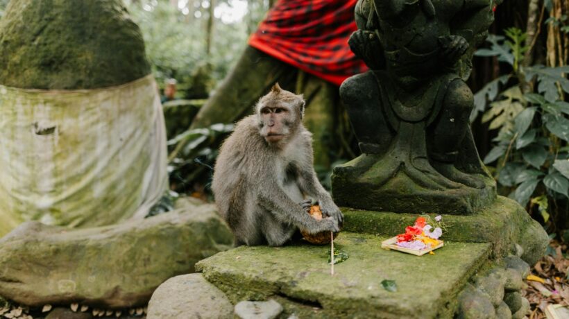 Biorytmy a spánok: Cirkadiánne rytmy a fázy spánku
