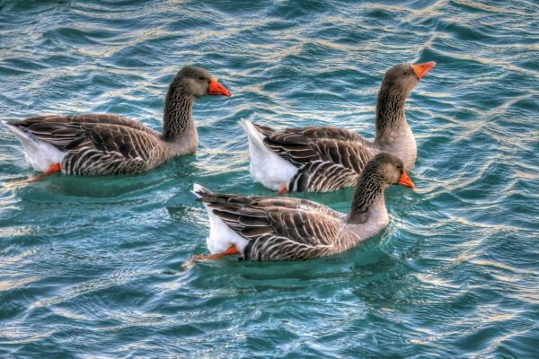 Výber značiek doplnkov: Kritériá kvality, testovania a transparentnosti