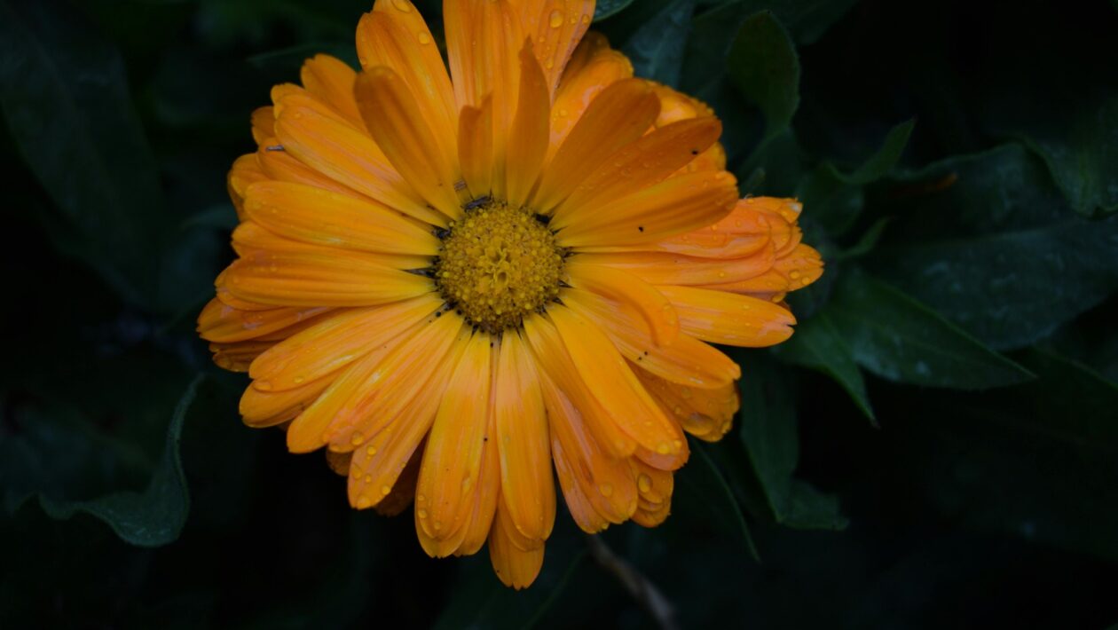 Layering po estetike: Bezpečné používanie retinoidov a kyselín