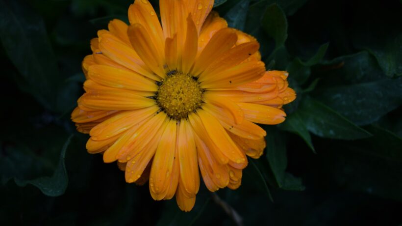 Layering po estetike: Bezpečné používanie retinoidov a kyselín