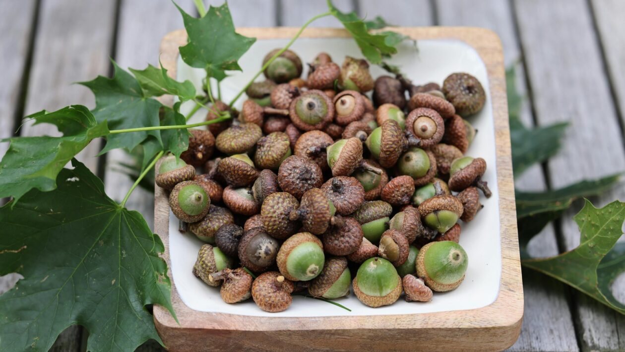 Základná anatómia človeka: Systémové členenie a topografia ľudského tela