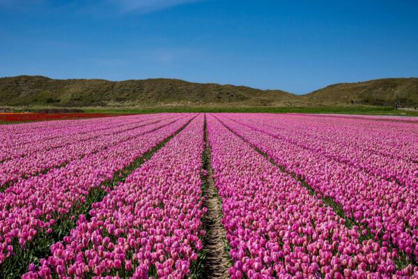 Fyziologické funkcie orgánových sústav: Integrované procesy udržujúce život