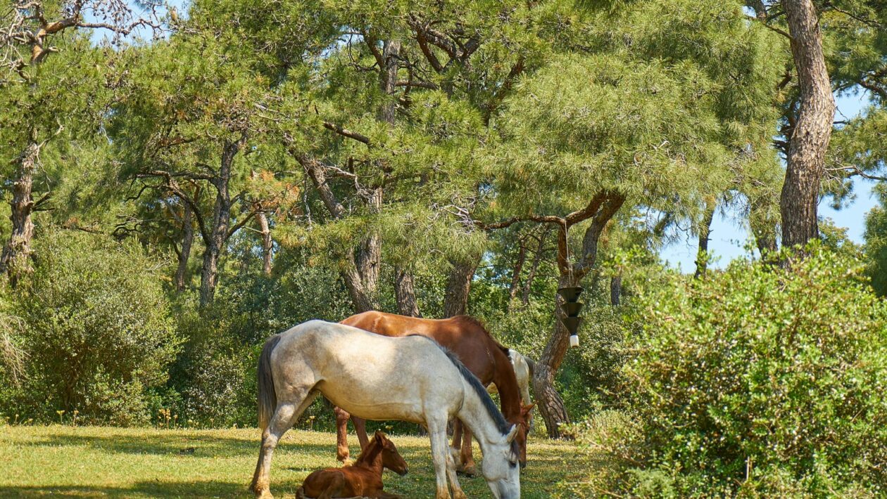 Delenie buniek a rast organizmu: Mitóza, meióza a vývojová biológia