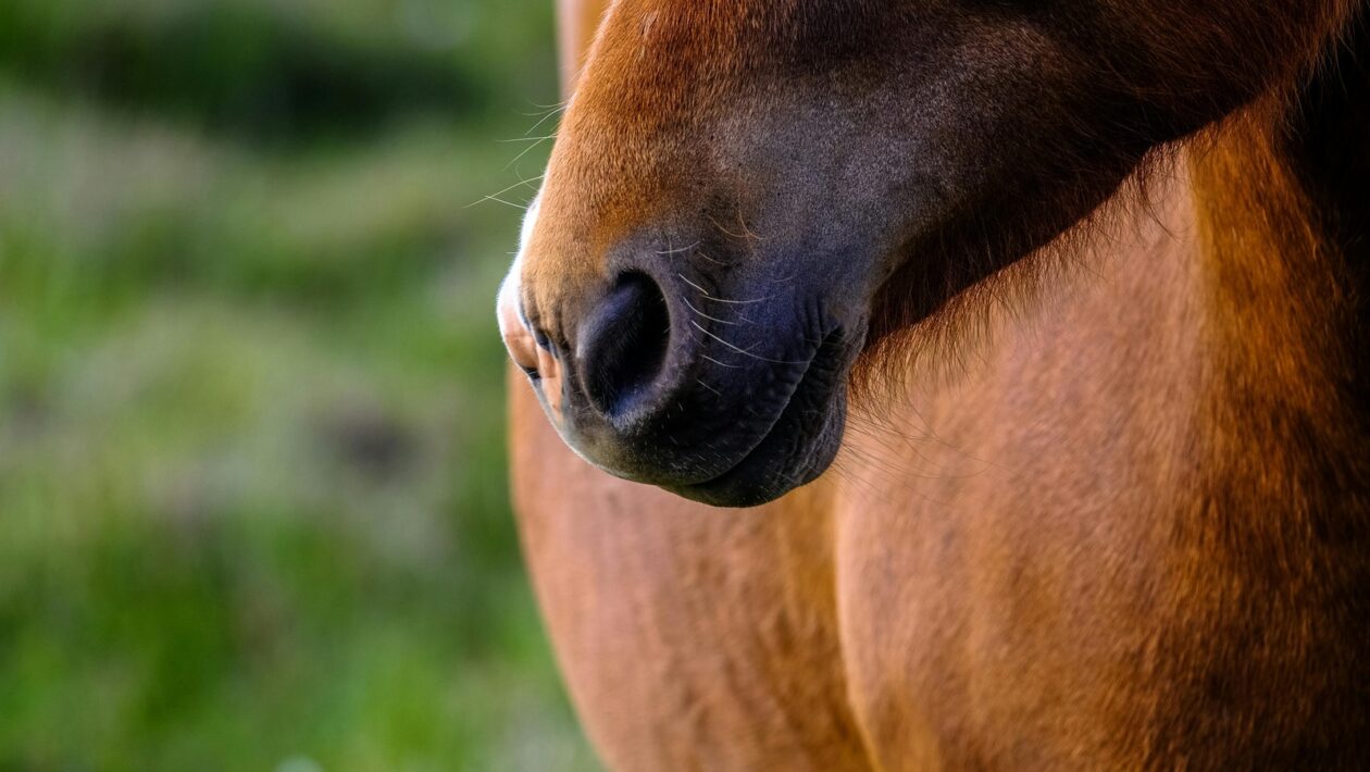 Zloženie a funkcie imunitného systému: Bunková a humorálna imunita