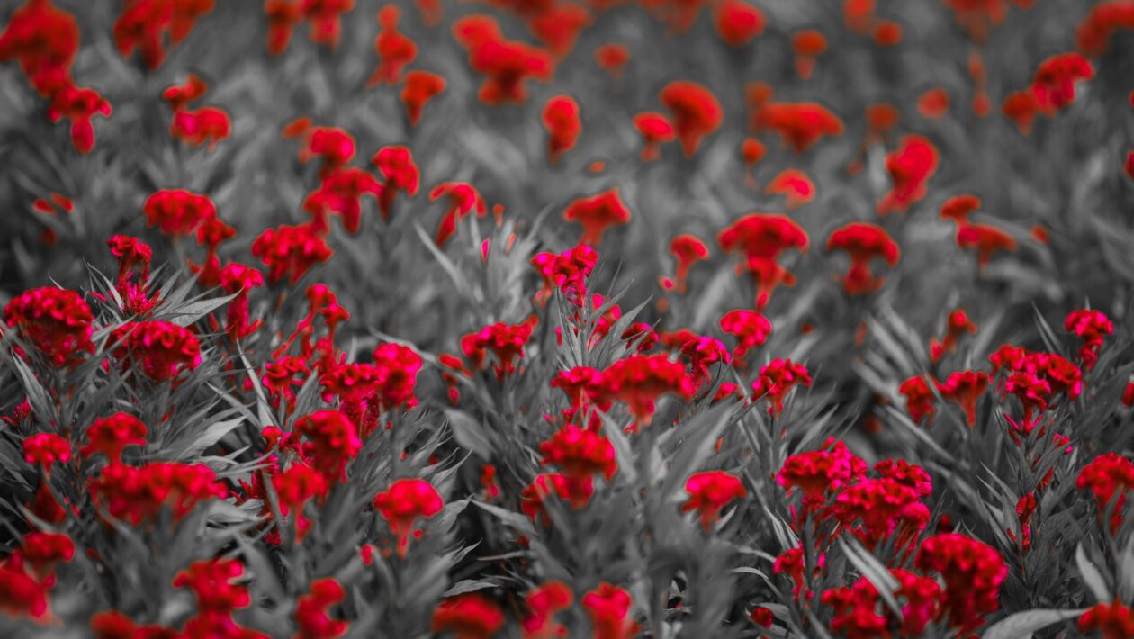 Liečba a prevencia alergií: Antihistaminiká, imunoterapia a eliminácia