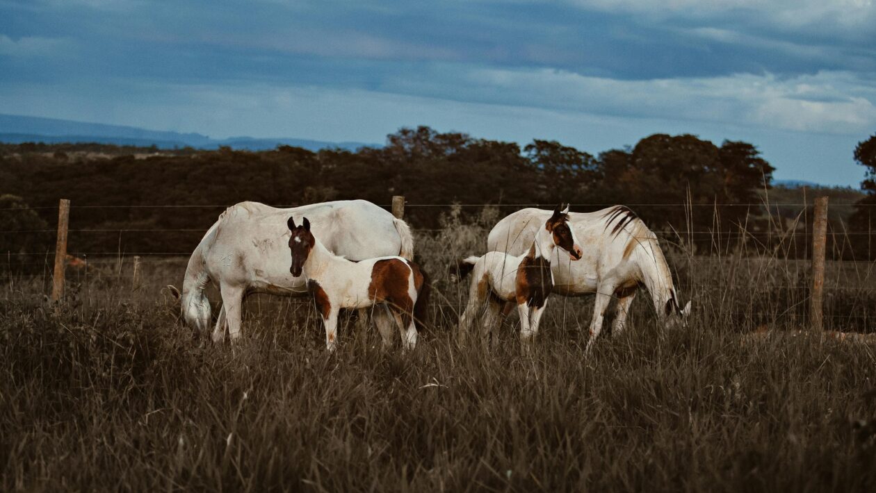 Fyziologické účinky pohybu: Metabolické, kardiovaskulárne a endokrinné benefity