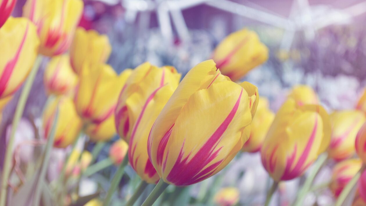 Meranie výkonu a športová diagnostika: VO2 max, laktát a testovanie