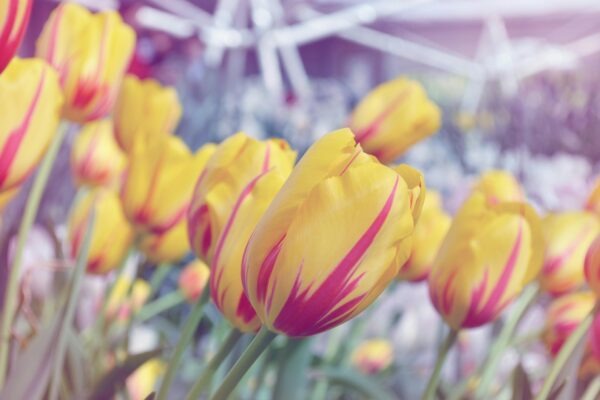 Meranie výkonu a športová diagnostika: VO2 max, laktát a testovanie