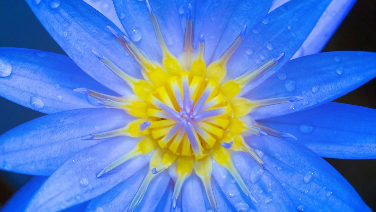 Hudba ako nástroj liečenia a relaxácie: Terapeutická funkcia zvuku