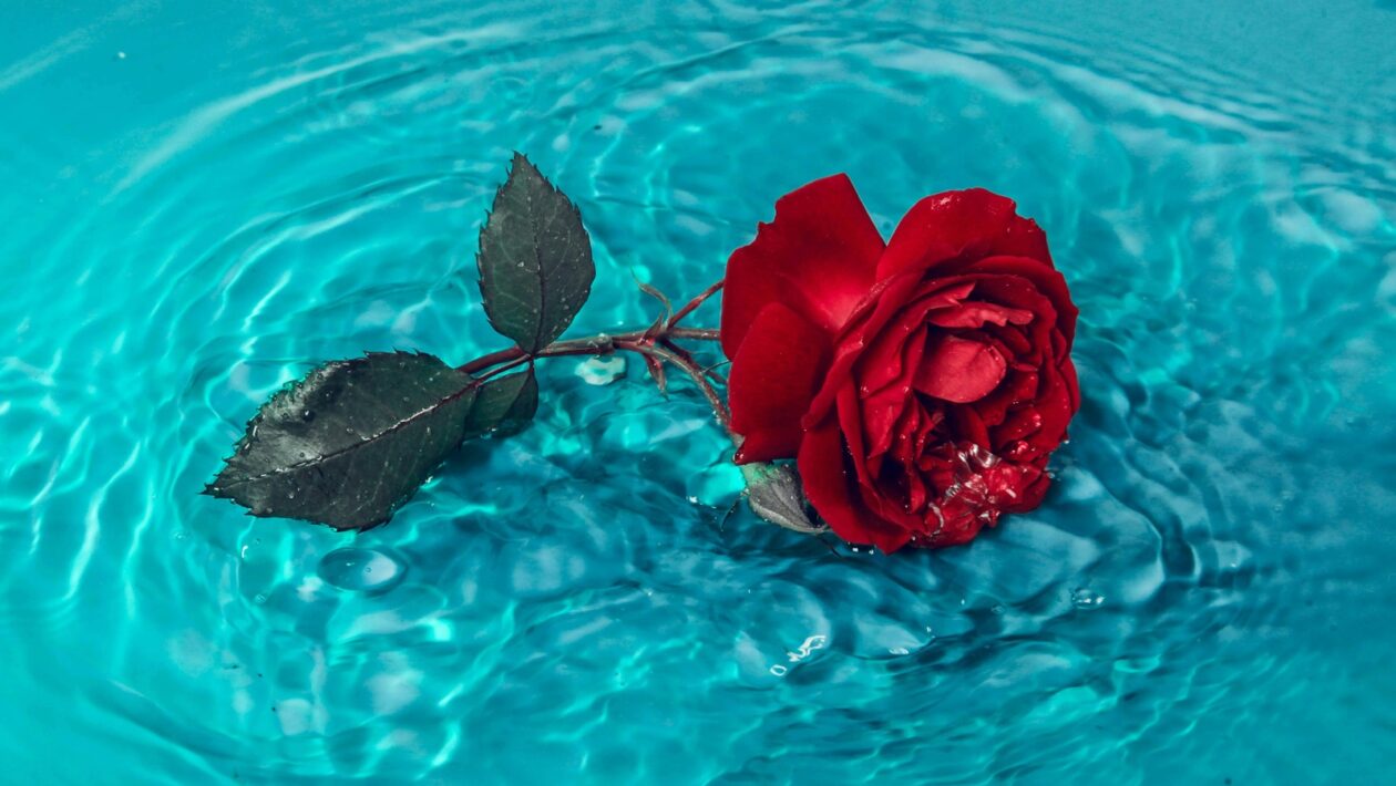 Vplyv sociálnych sietí na duševnú výkonnosť: Porovnávanie, preťaženie a dopamín