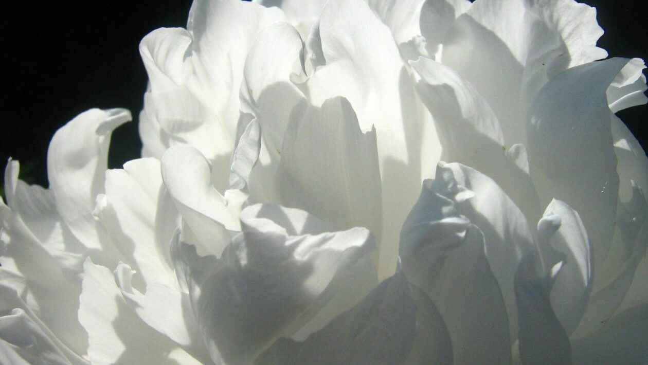 Farmakologická podpora výkonu: Kritická analýza športových doplnkov výživy