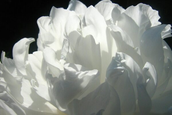 Farmakologická podpora výkonu: Kritická analýza športových doplnkov výživy