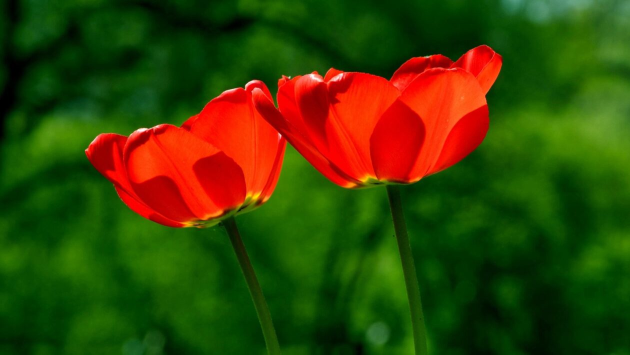 Gastro-identita: Ako jedlo formuje kultúrne tradície a osobnú príslušnosť