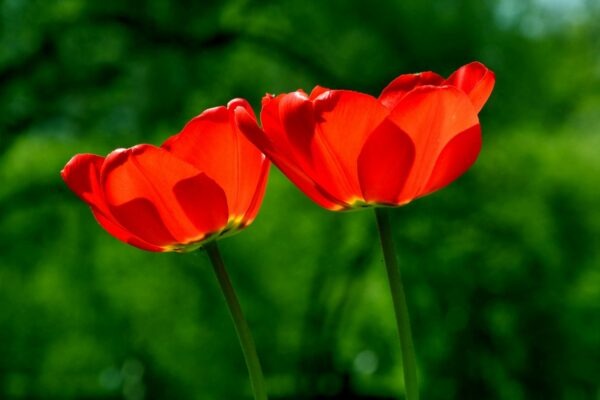 Gastro-identita: Ako jedlo formuje kultúrne tradície a osobnú príslušnosť