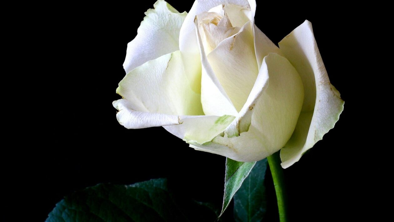 Rituál a hostina: Preskúmanie sociálnych funkcií spoločenského stolovania