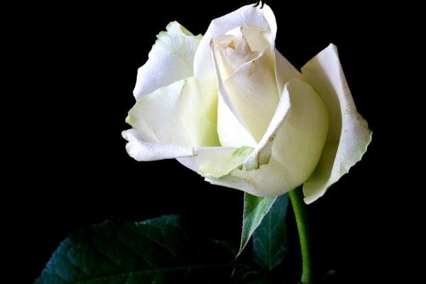 Rituál a hostina: Preskúmanie sociálnych funkcií spoločenského stolovania