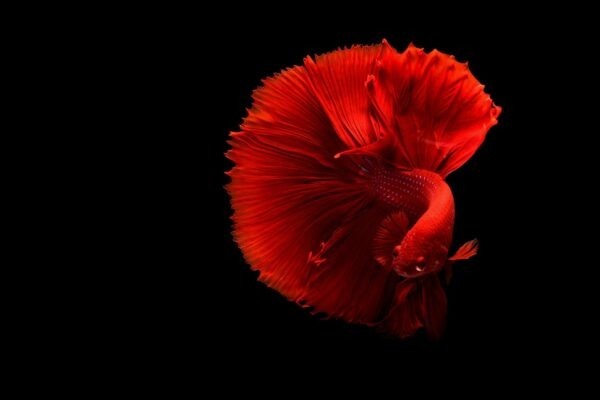 Tieňová práca (shadow work): kde začína samoprácu a kde končia vaše hranice