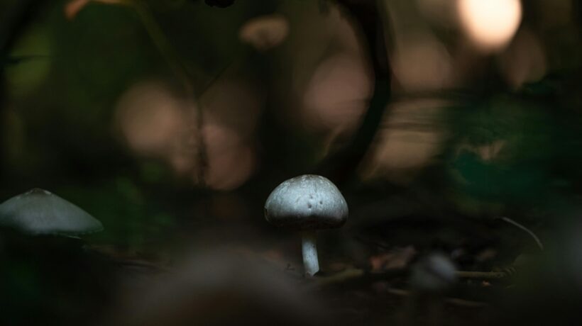 Emocionálna regulácia: použite techniky STOP, RAIN a 90-sekundové pravidlo