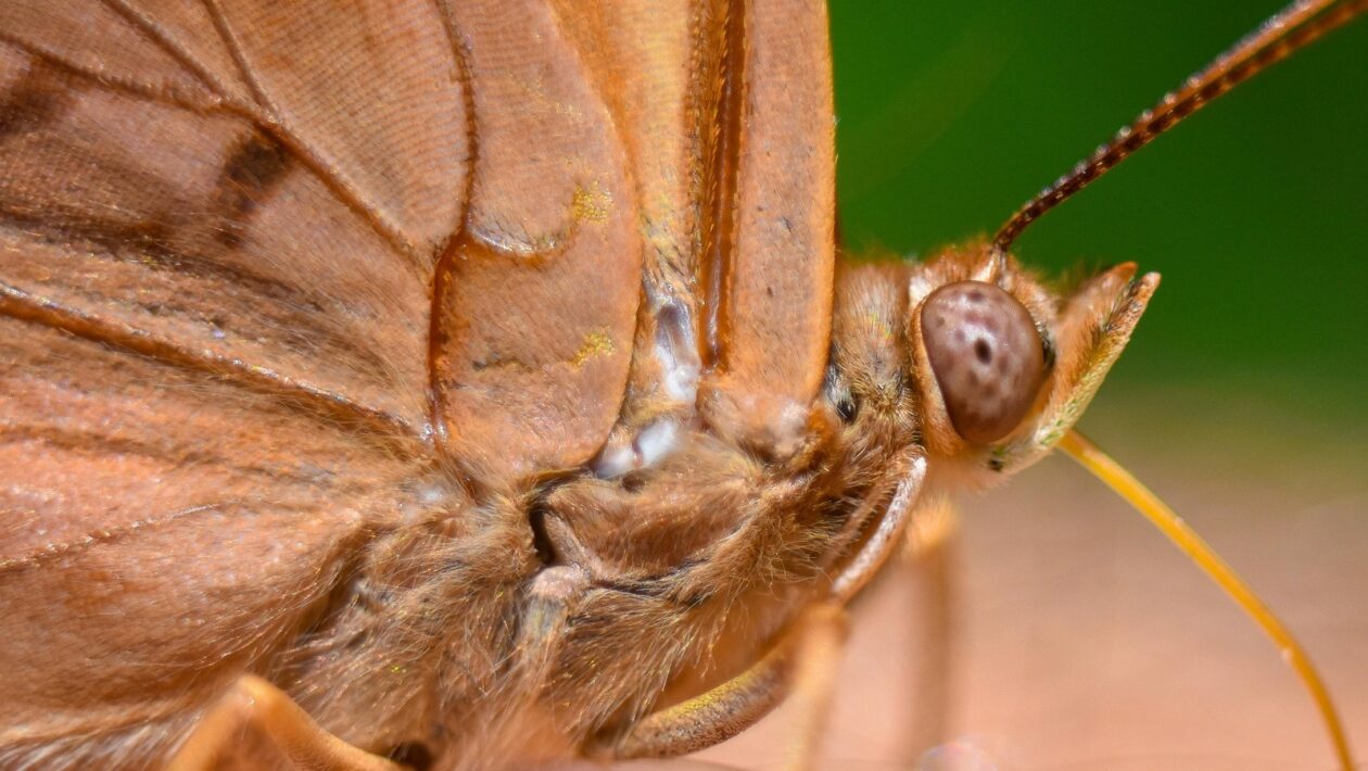Zvukové misy a gongy: jednoduché relaxačné protokoly pre domáce použitie