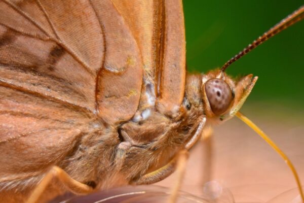 Zvukové misy a gongy: jednoduché relaxačné protokoly pre domáce použitie